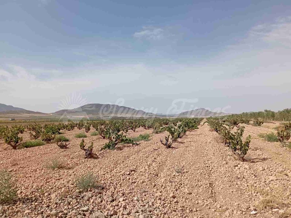 Finca i Yecla, Murcia - foto 2